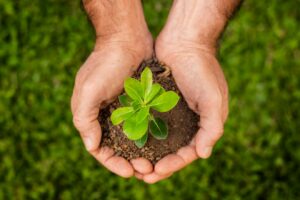 main tenant une plante 